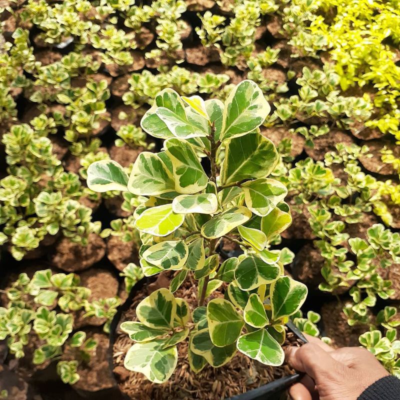 Tanaman hias beringin kupu kupu varigata / pohon bringin varigata / beringin kupu kupu varigata