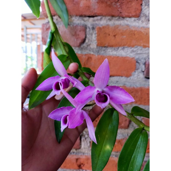 Anggrek bunga wangi Dendrobium anosmum