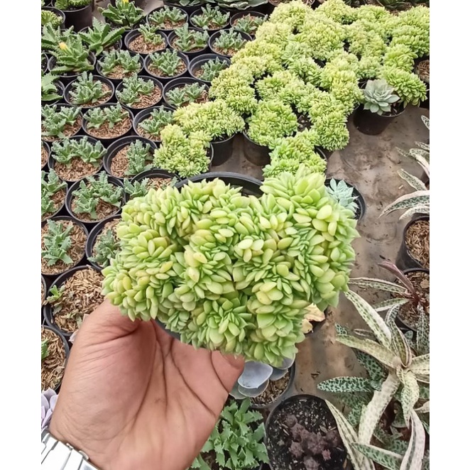 Echeveria  Gilva Cristata