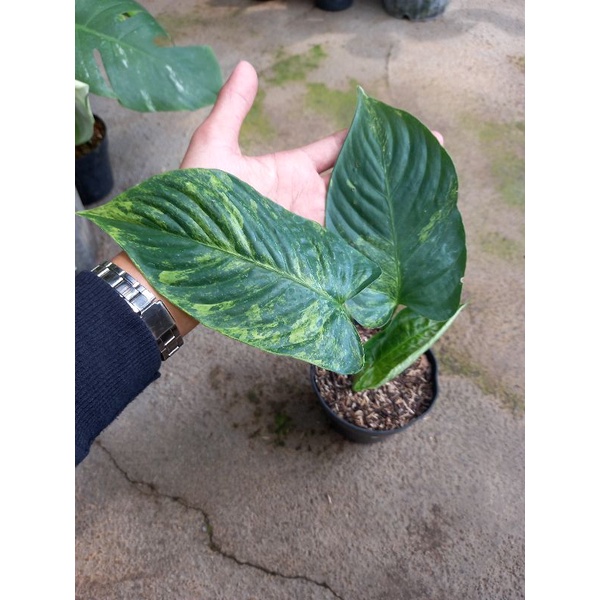 homalomena sp / homalomena varigata murah