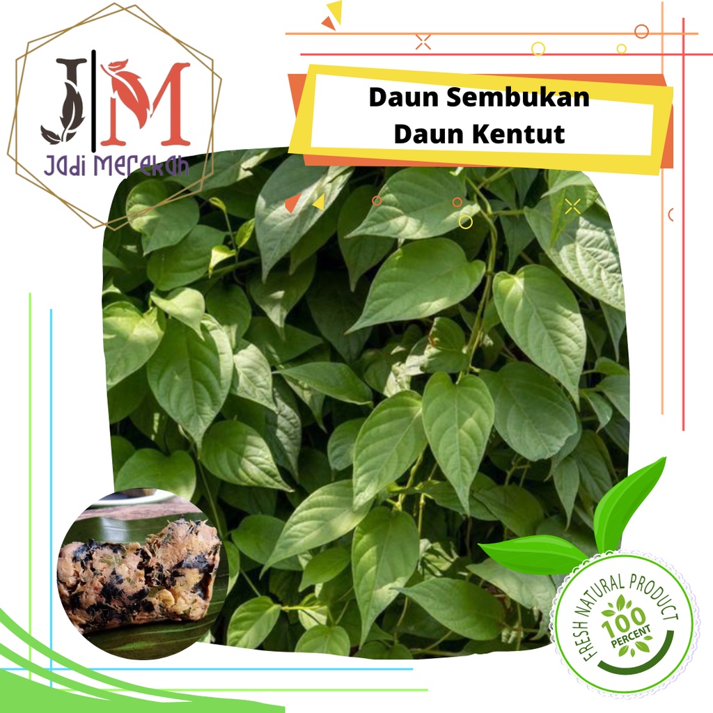 

[JM SoFresh] - Daun Sembukan / Daun Simbukan (Daun Kentut) / Daun kahitutan / Daun Bintaos / Gumi Siki