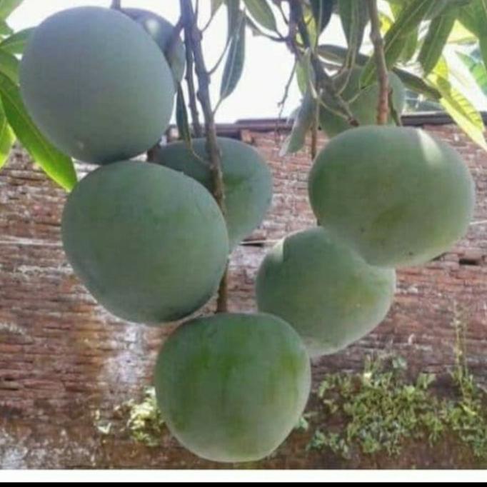 BIBIT TANAMAN BUAH MANGGA KELAPA OKULASI SUPER UNGGUL