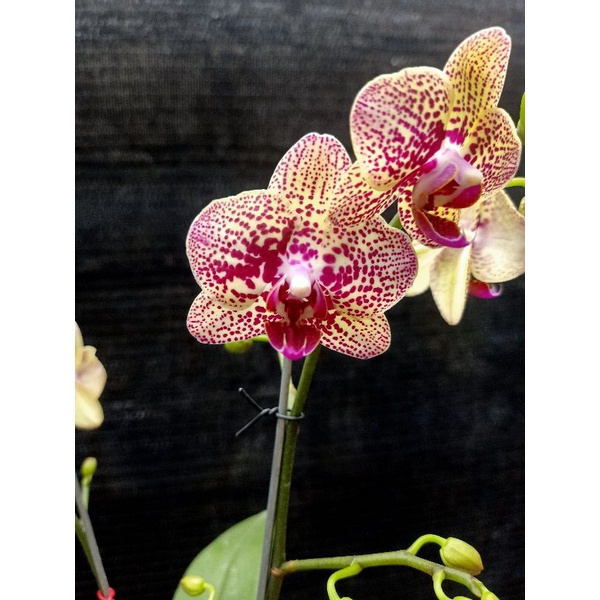 anggrek bulan mini kuning totol merah