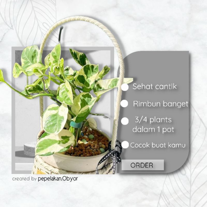 Tanaman hias Sirih ganding Njoy Variegata / Pothos njoy / epipremnum njoy