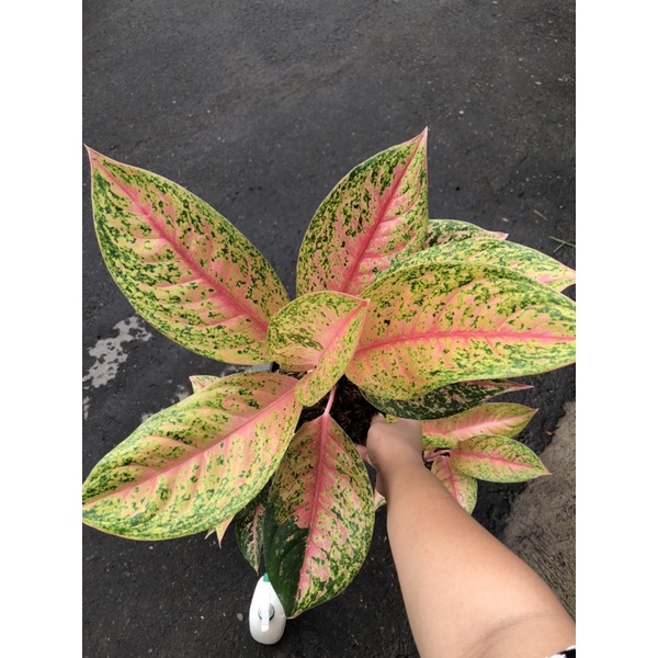 Aglaonema pink lady