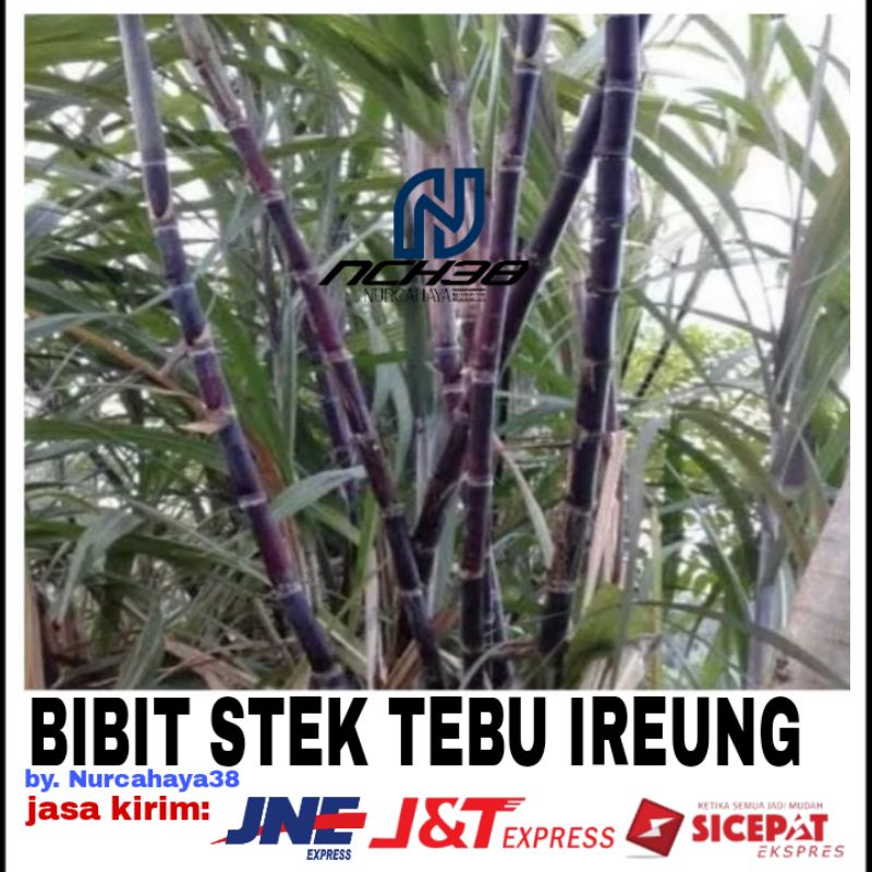 Jual Bibit Stek Tebu Ireungtebu Hitam 27 40cm Shopee Indonesia 7691