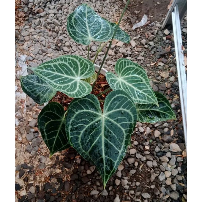 anthurium tarantula