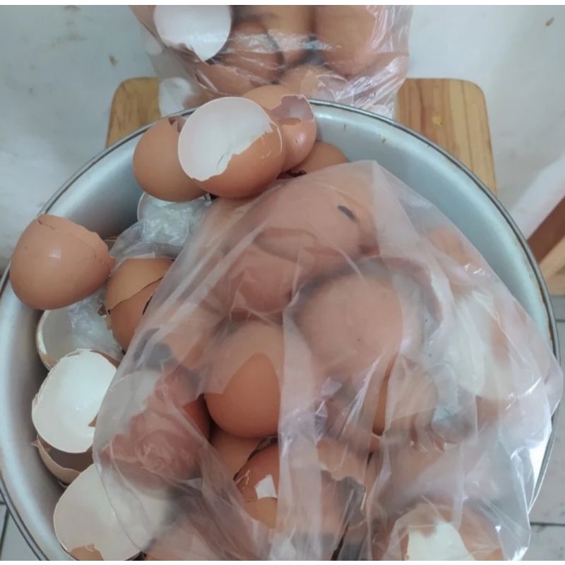 

Cangkang telur