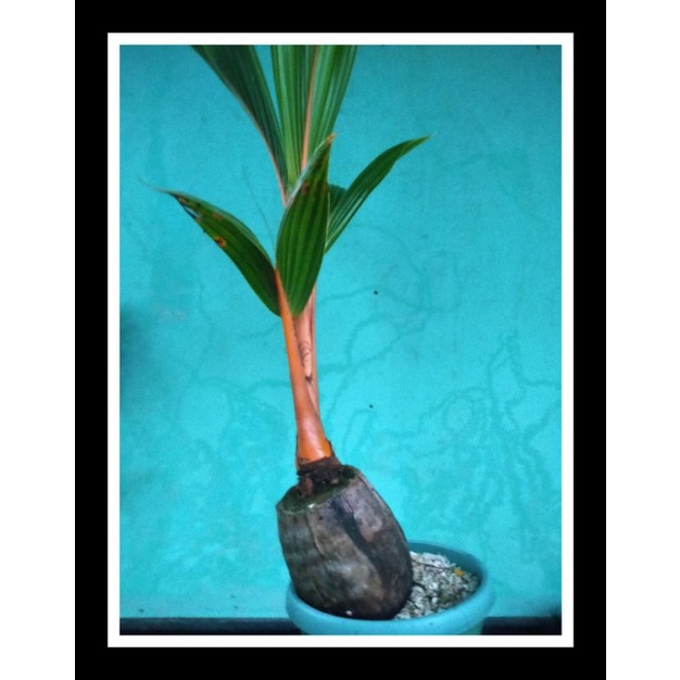 Bahan bonsai kelapa gading oren mini