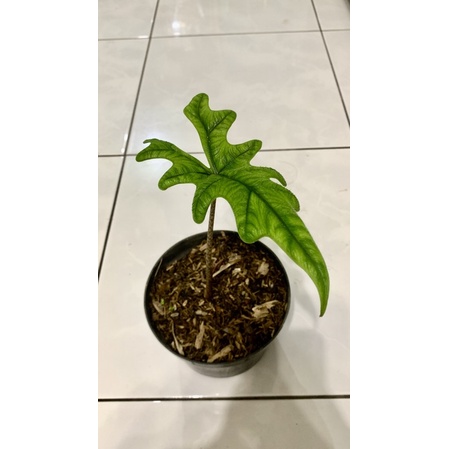Alocasia Jacklyn
