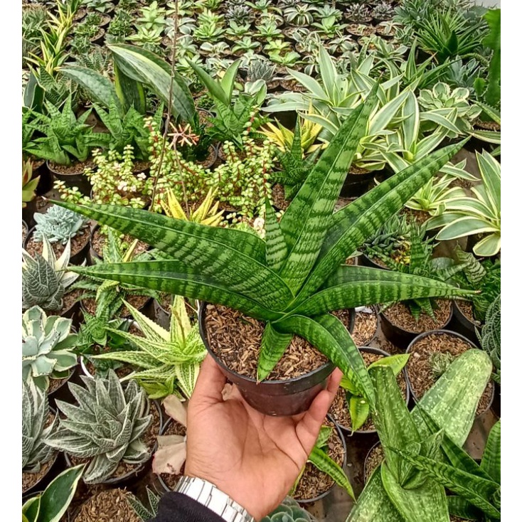 Sansevieria marsha anjani green jumbo