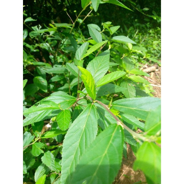 

obat herbal sidaguri 250 gr