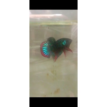 wild betta imbelis sepasang