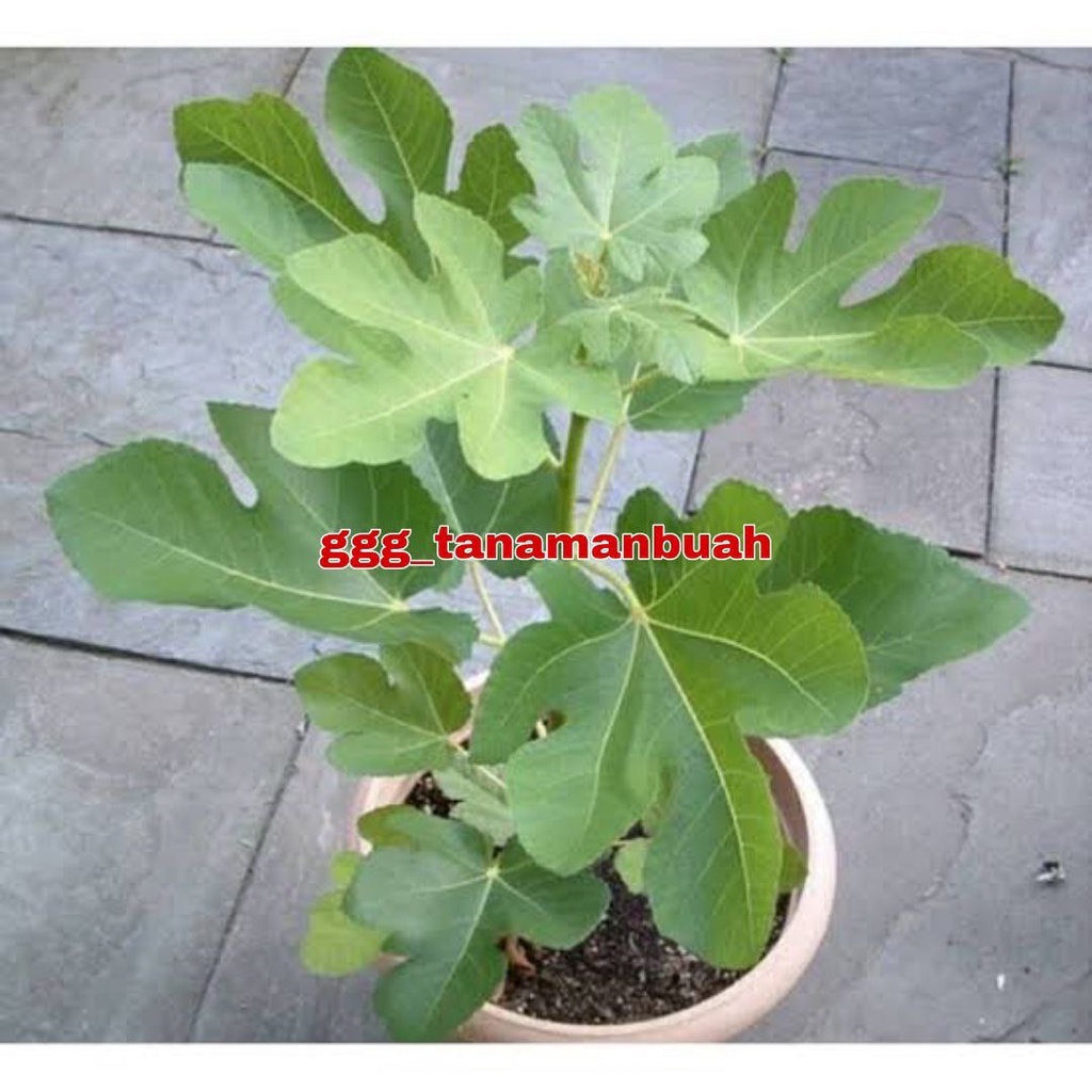 Bibit Buah Tin Purple Yordan Super Cangkok