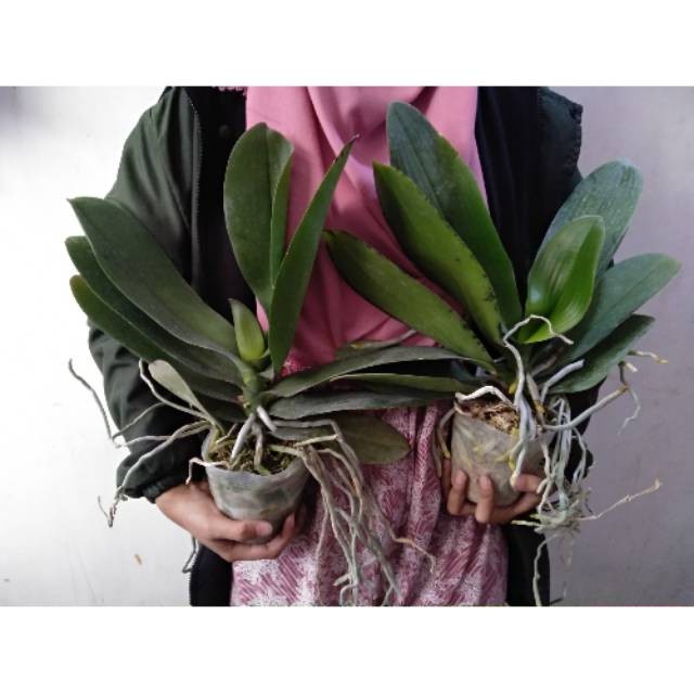 Anggrek Bulan Dewasa JUMBO