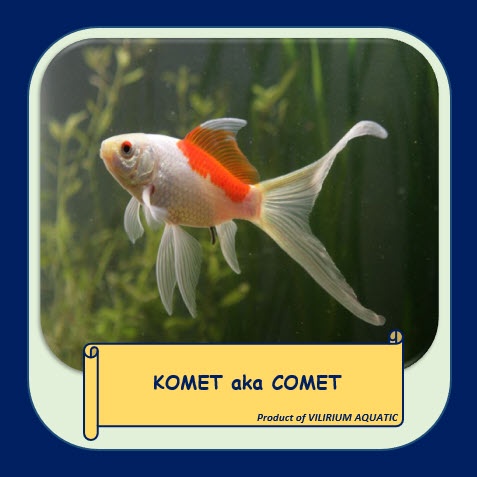 IKAN HIAS AIR TAWAR - MAS KOKI KOMET (±8cm)