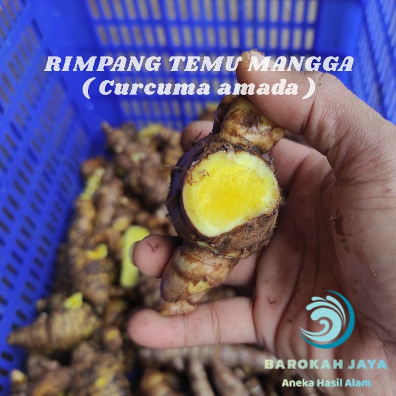 EMPU RIMPANG TEMU MANGGA SEGAR LANGSUNG DARI KEBUN