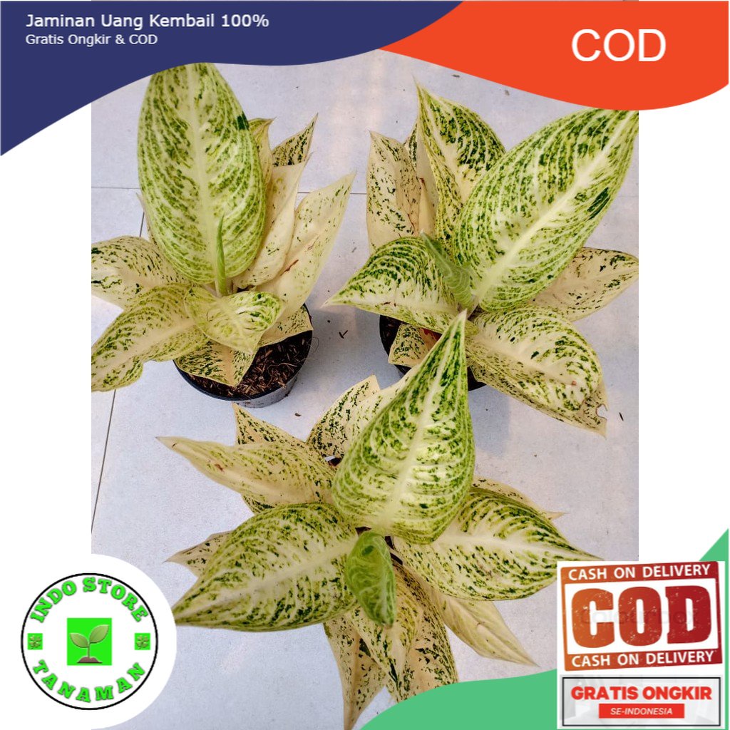 LEGACY WHITE -  (Tanaman Hias Aglaonema/Aglonema)