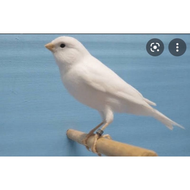 kenari loper bahan pocong body big