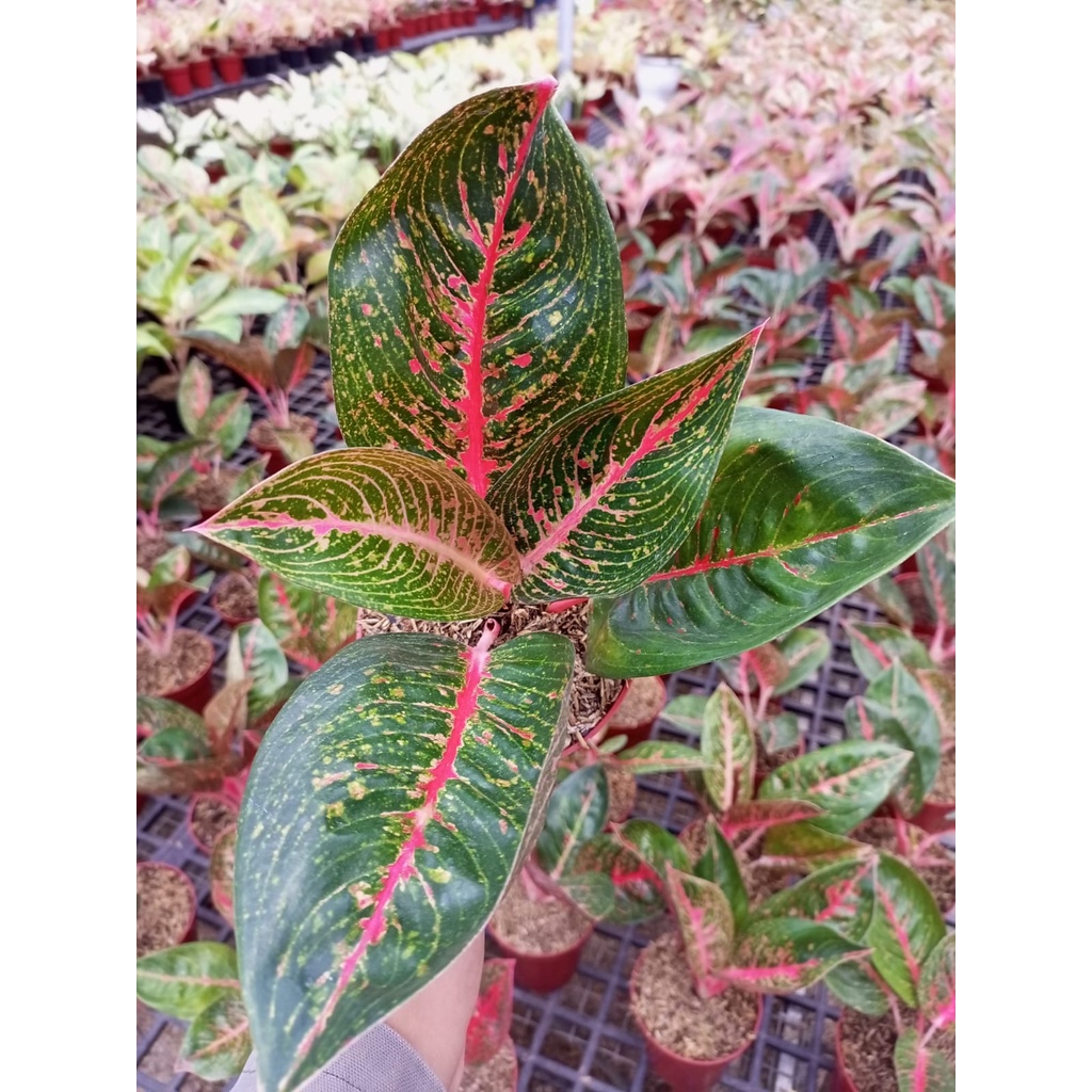 Aglonema Adelia Dewasa Besar Rimbun 5,6,7 Daun UP / Aglo Adelia