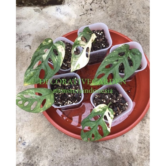 Realpict bibit tanaman hias monstera adansonii variegata jepang / janbol var jepang ekonomis