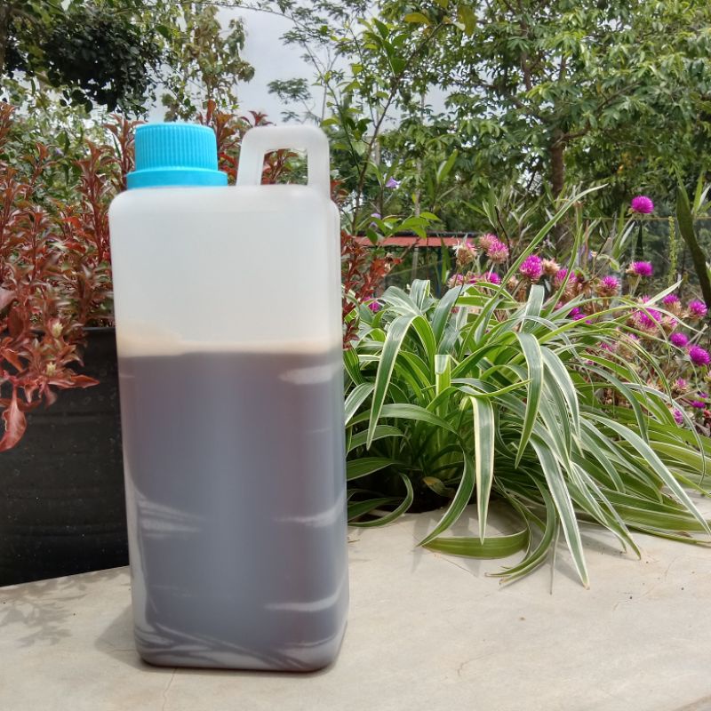 

Madu Murni Asli Nektar Akasia 1kg
