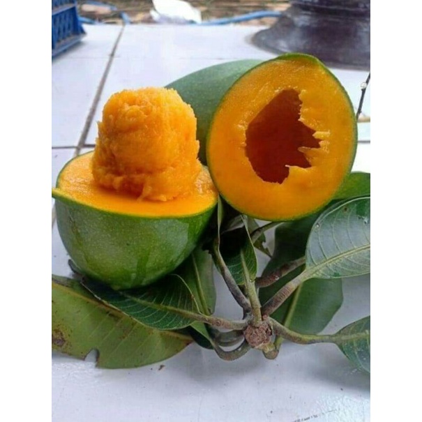 

Mangga klonal / Alpukat 1 kg