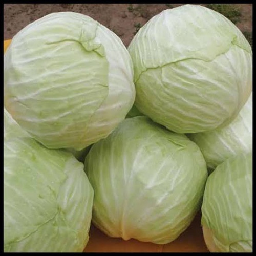 

Sayur Kol / Kubis 500gr