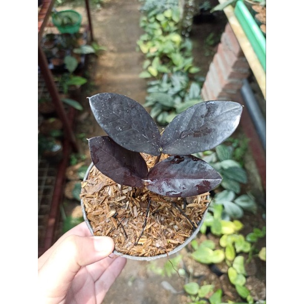 Zamia Zamio Black Raven