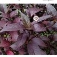 

daun ungu/ handeleum