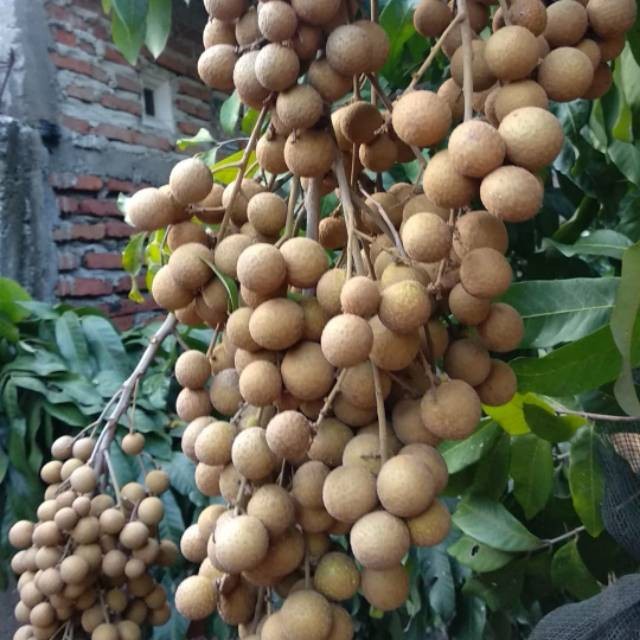 BIBIT KELENGKENG NEW KRISTAL TANAMAN BUAH LENGKENG UNGGULAN