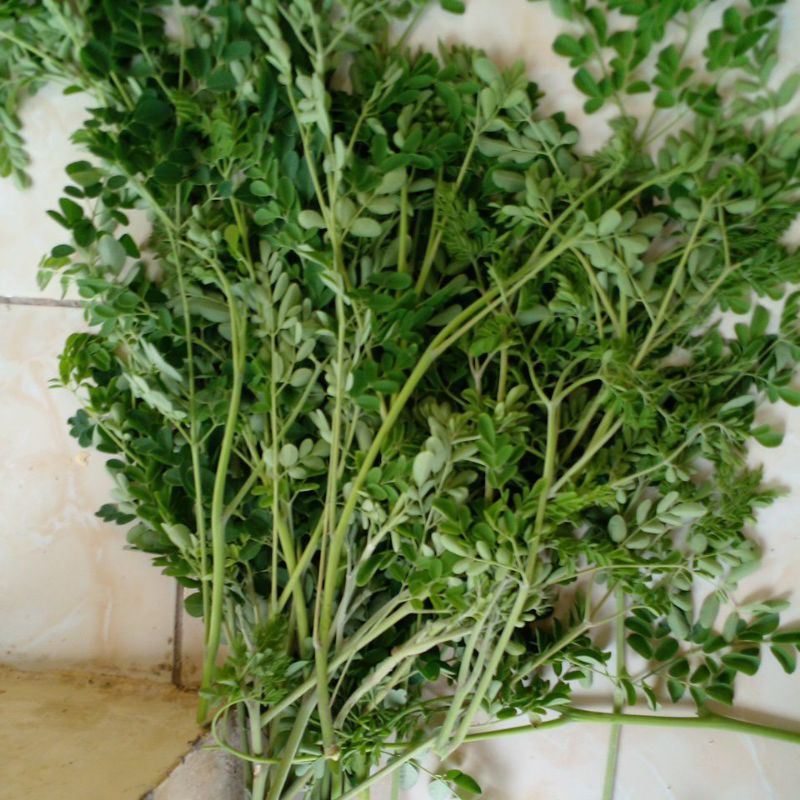 

200 gr Daun kelor segar /moringa oleifera