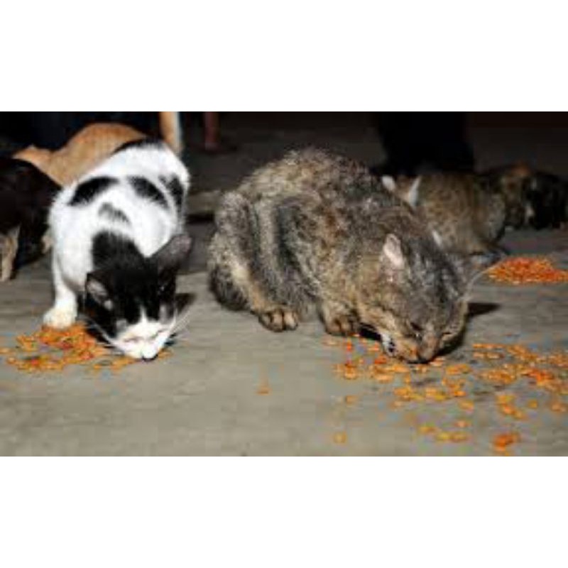 Catfood Kucing Cats Murah Kemasan Hemat FEFARM