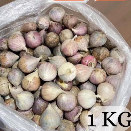 

READY ✅Bawang Putih Tunggal Lanang Jamin Bagus dan Fresh|KD8