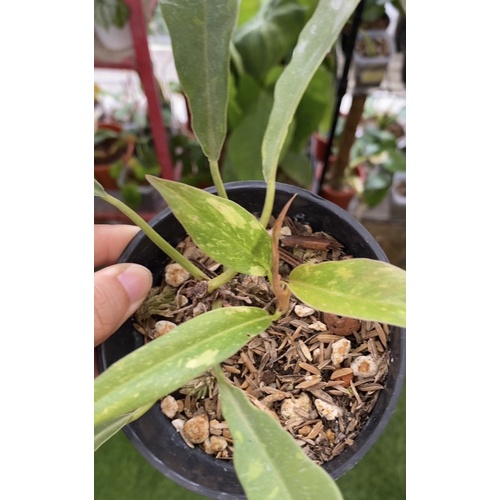 Philodendron Ring of fire 1002 dan Zz variegata 1002