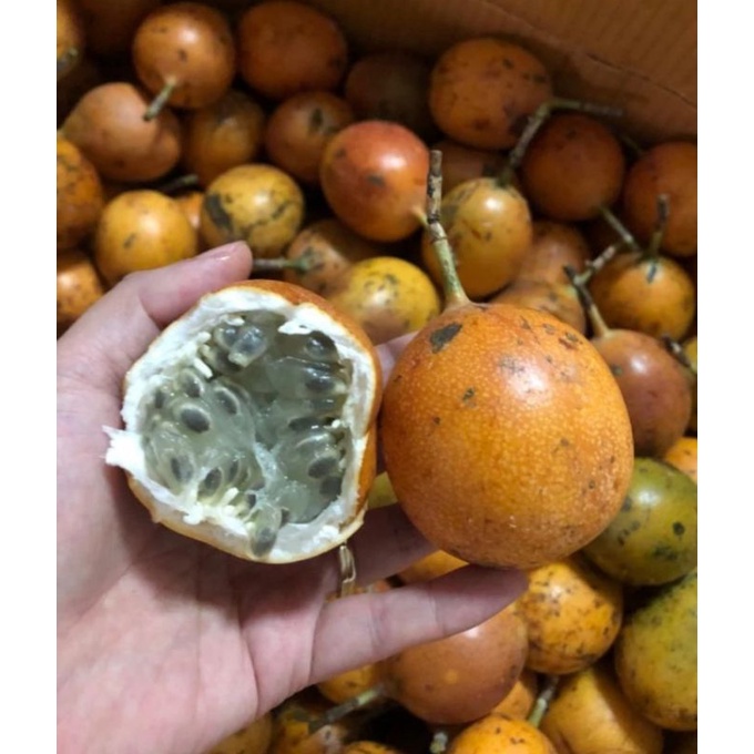 

BUAH MARKISA MANIS SEGAR / 1KG
