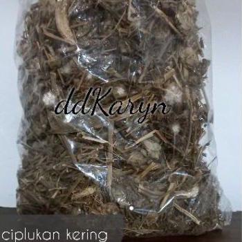 

Special 1 kg 1kilo 1000gr Ciplukan kering / cecenet kering ... ...