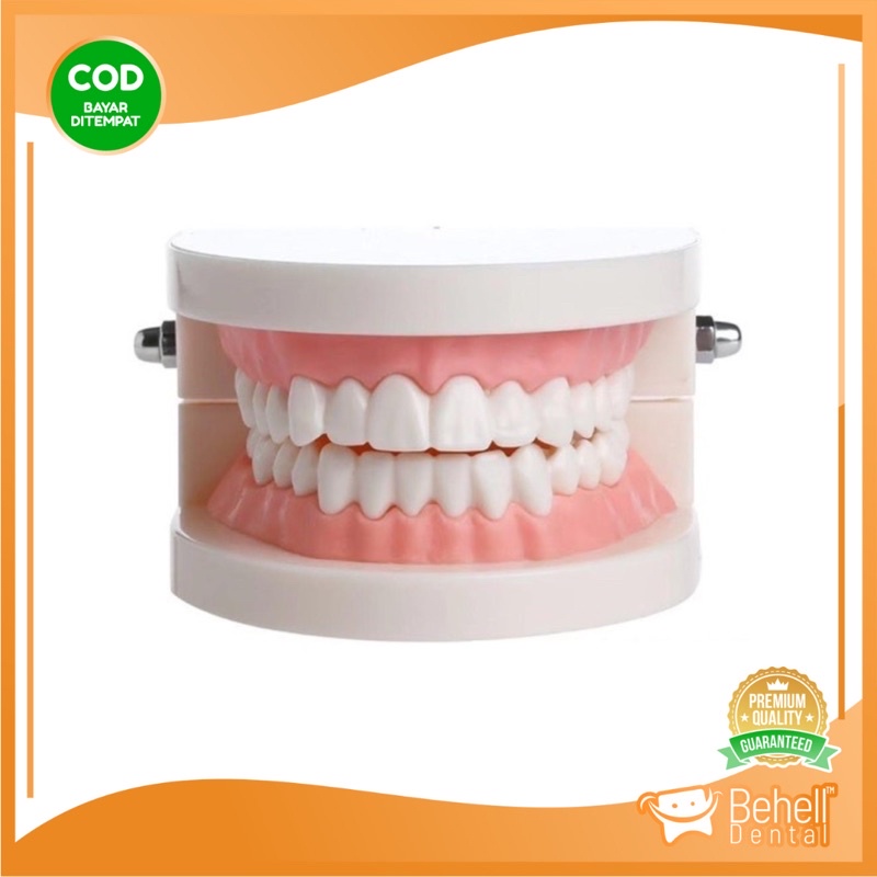 DENTAL STUDY MODEL HIGH QUALITY // Patung Gigi // Model Phantom Dental // Alat Peraga Kedokteran Praktek Gigi Ortho Orthodontic Tanpa Behel bracket Braces // Behelldental