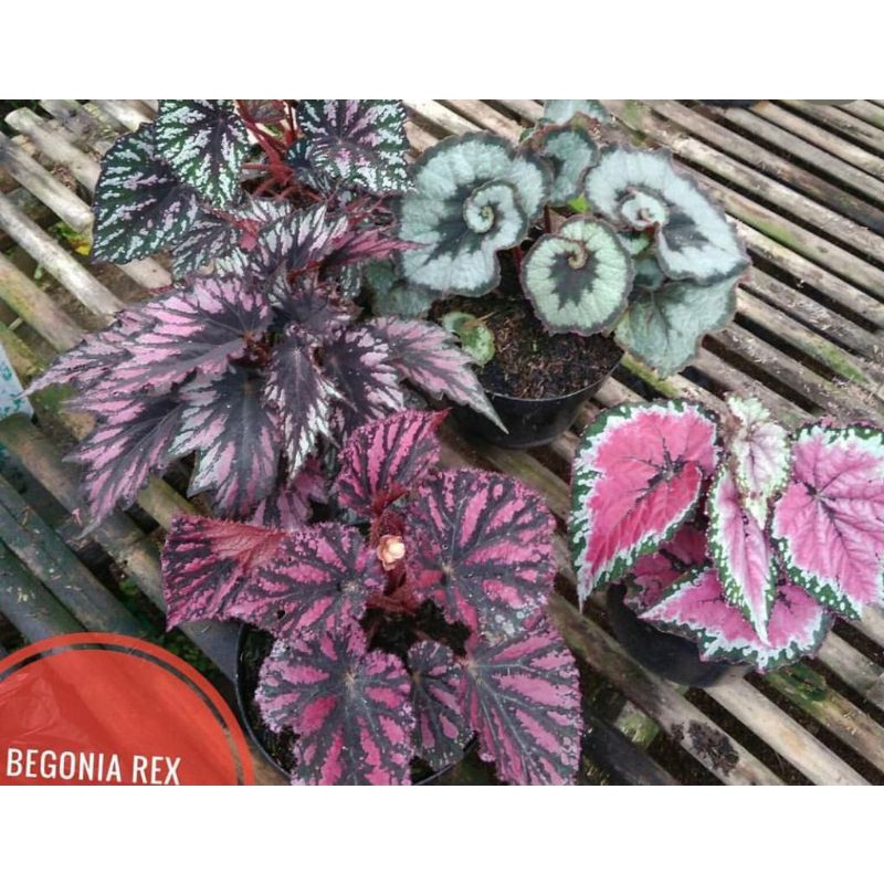 paket 5 jenis begonia