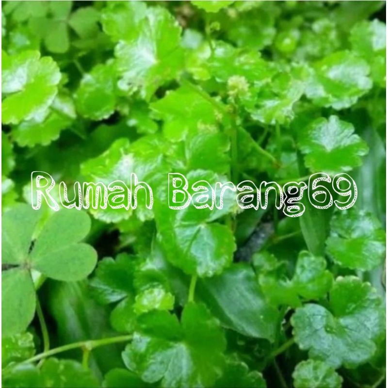 

Daun semanggi kecil atau antanan kecil 500gr