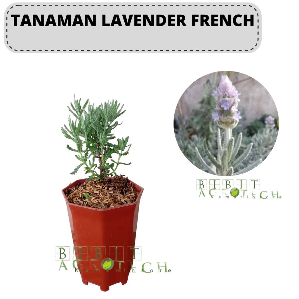 Bibit French Lavender/Lavender French Asli Wangi