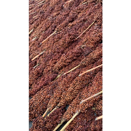 Mantulbee Sorgum Merah Tangkai 100Gr Red Sorgum Sprays Hamster Jagung Cantel Merah