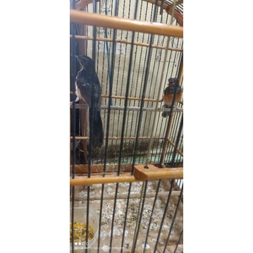 Burung murai medan anakan sepasang jantan dan betina