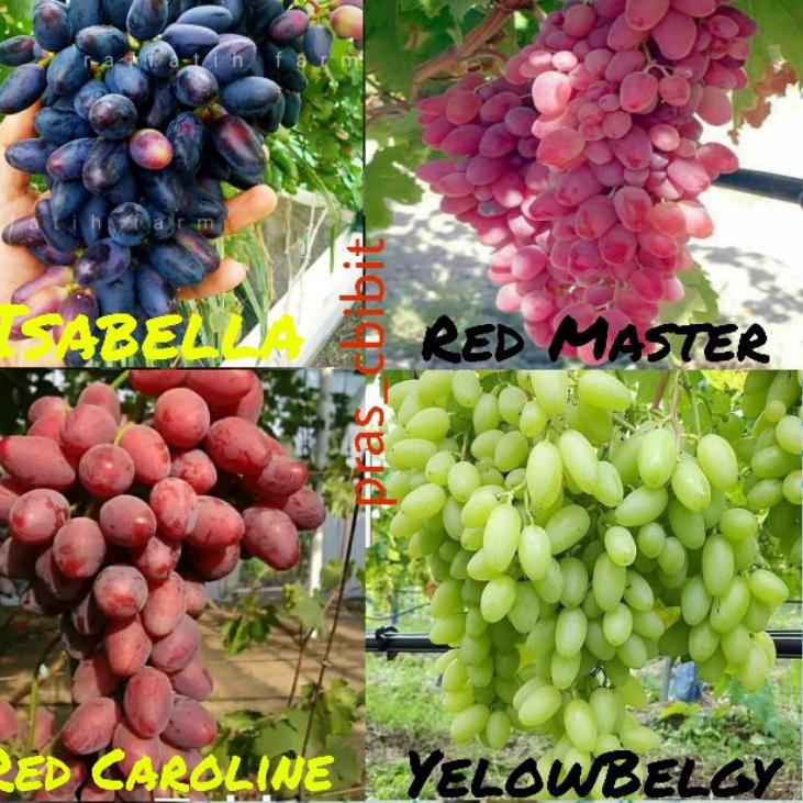 Big Sale Bibit anggur 1 paket berisi 4 jenis bibit anggur (4 jenis anggur super cepat berbuah)