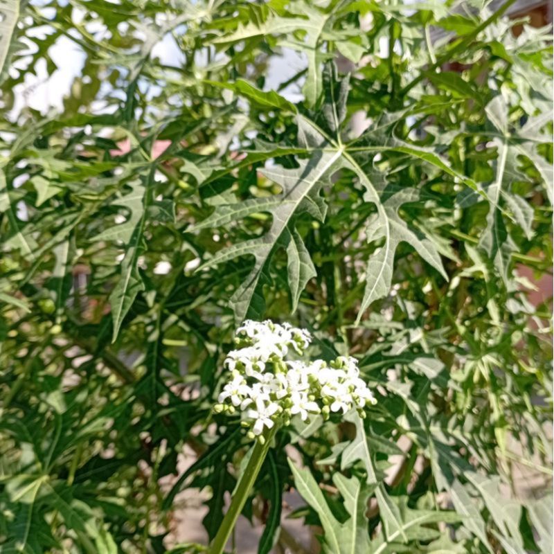 

Daun pepaya jepang 500gram