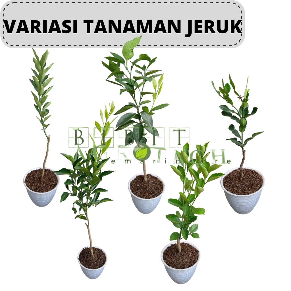 Bibit Tanaman Jeruk/Berbagai Jenis Bibit Jeruk