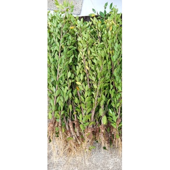 bibit kimeng cangkok