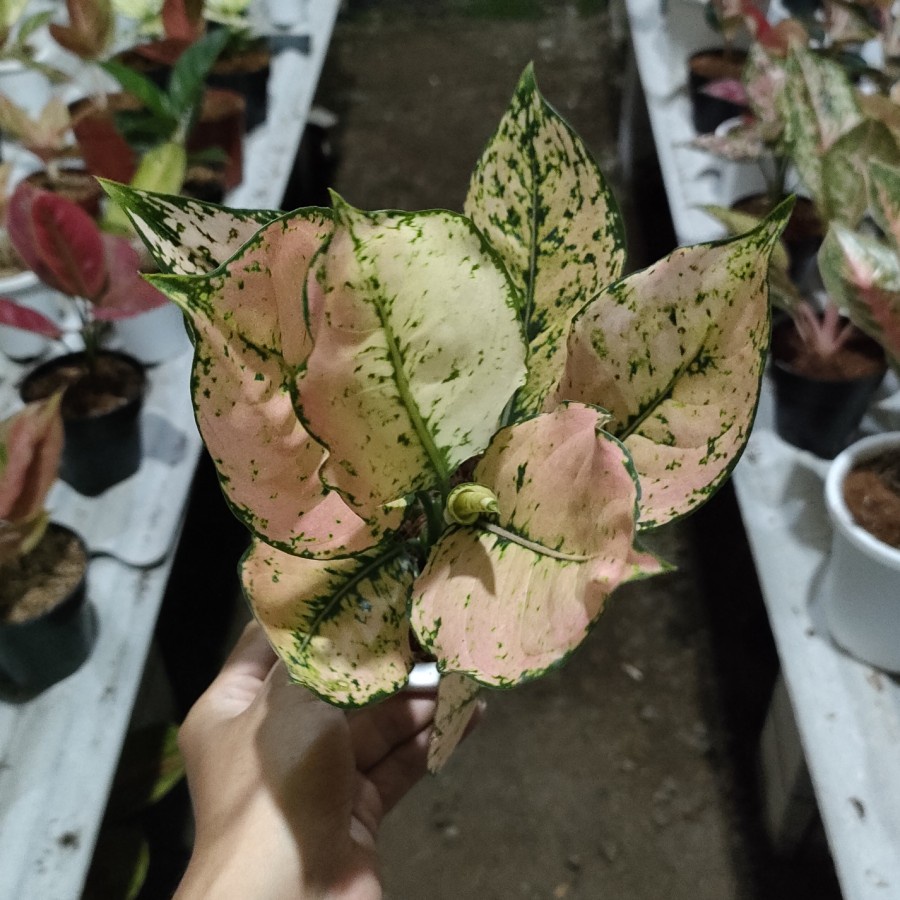 Aglonema Komkom Orange