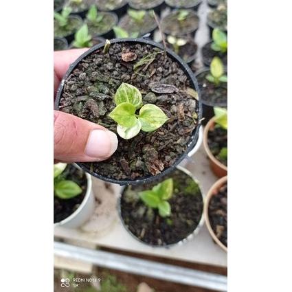 BM.18Oc22ѕ ▫ Bibit jemani mangkok varigata murah