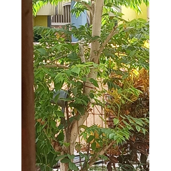 

Daun kresen segar 100 gr